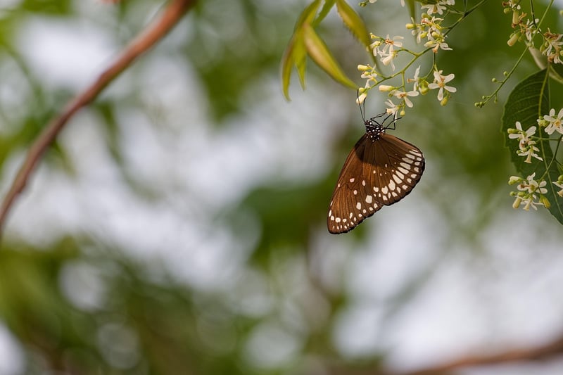 Butterfly-Friendly Designs