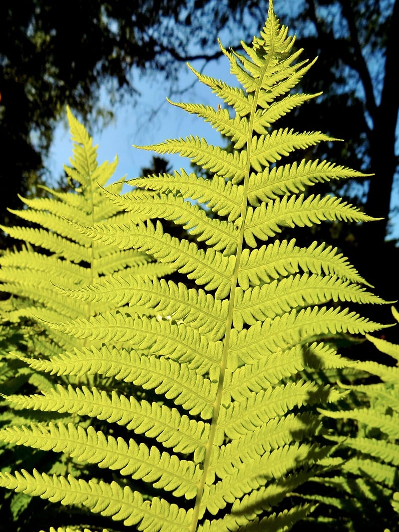 Shade-Loving Plants