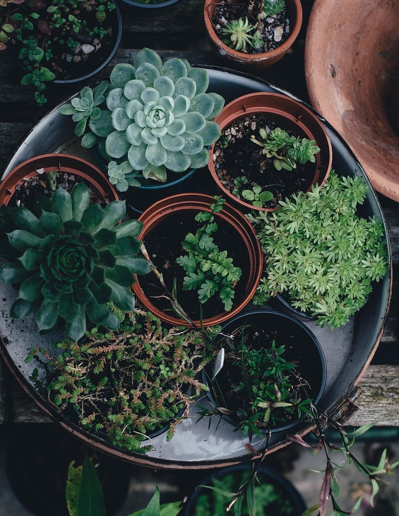 Succulent Varieties